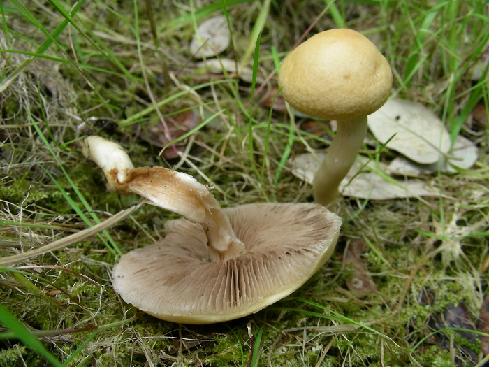 608 Marzo vecchio ritrovamento